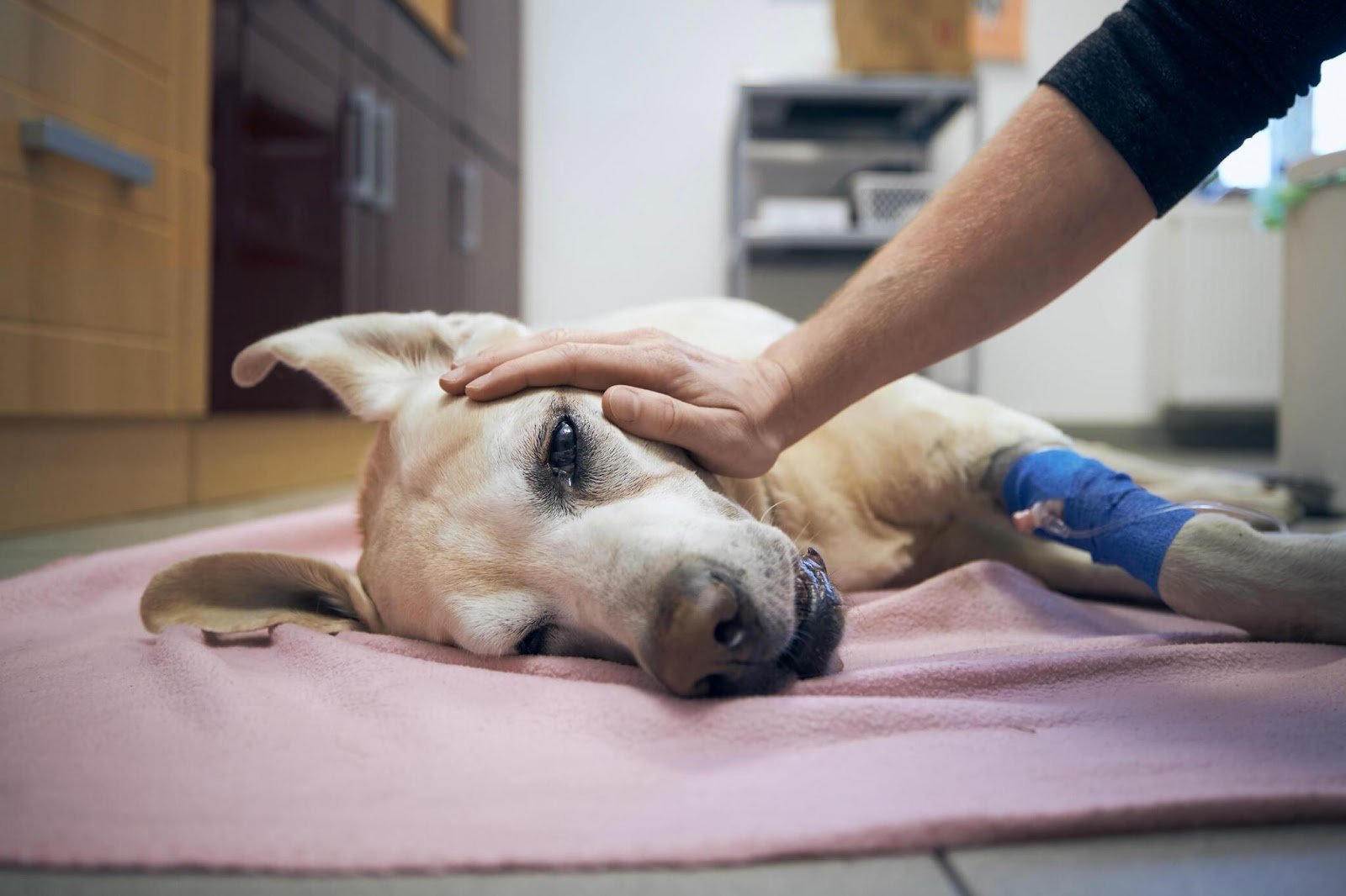 The Comprehensive Guide to At-Home Pet Euthanasia Costs