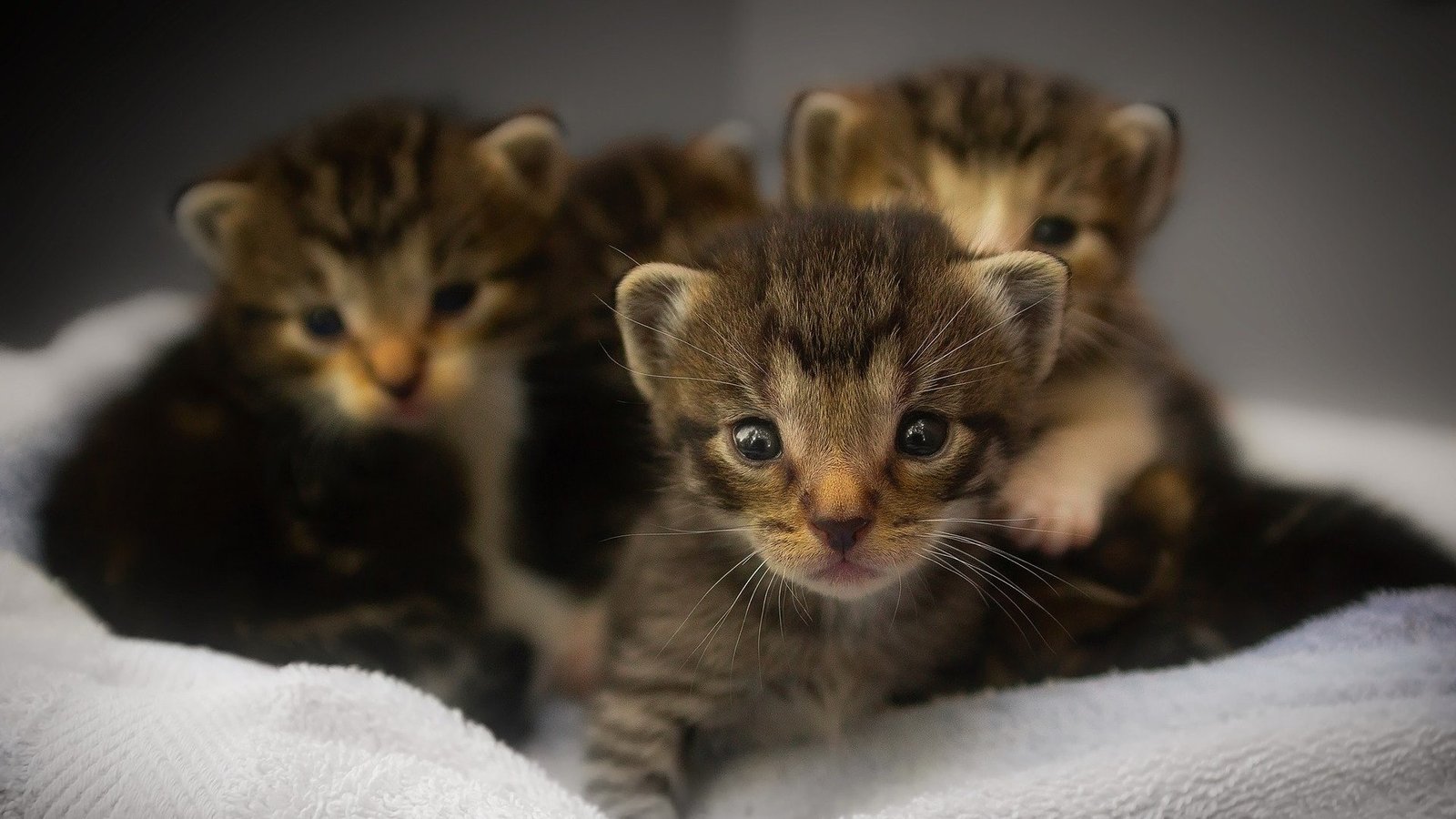How to Adopt Pets in Cleveland: The Ultimate Craigslist Guide